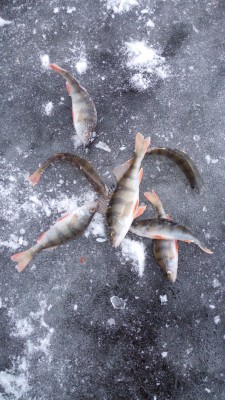 IMG-1416919081322-V.jpg (1.06 МБ) 1107 просмотров IMG-1416919081322-V.jpg