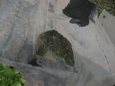 IMG_9781.JPG