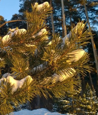 WP_20160105_15_53_59_Pro.jpg (497.13 КБ) 3479 просмотров WP_20160105_15_53_59_Pro.jpg