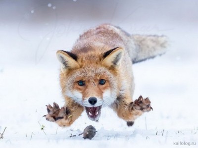 12.jpg (39.78 КБ) 3383 просмотра 12.jpg