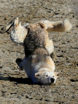 16.jpg (183.7 КБ) 2922 просмотра 16.jpg