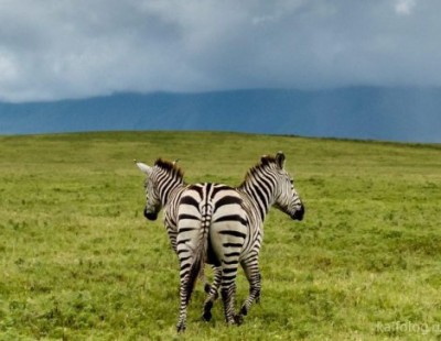 13.jpg (51.31 КБ) 2524 просмотра 13.jpg