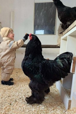 12.jpg (122.6 КБ) 2651 просмотр 12.jpg