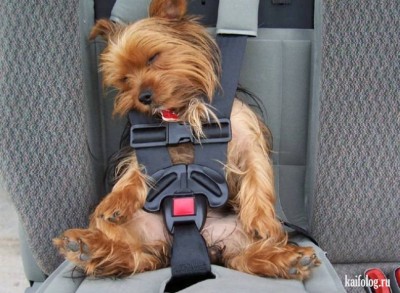 безопасность.jpg (102.23 КБ) 3309 просмотров безопасность.jpg