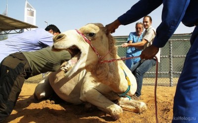 11.jpg (94.2 КБ) 2818 просмотров 11.jpg