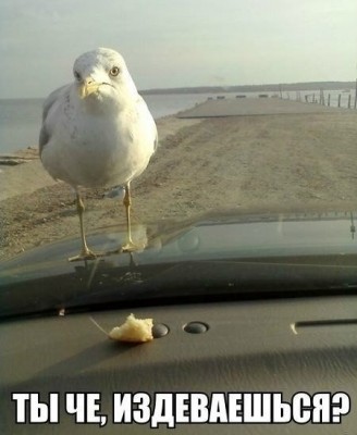 14.jpg (62.6 КБ) 3324 просмотра 14.jpg