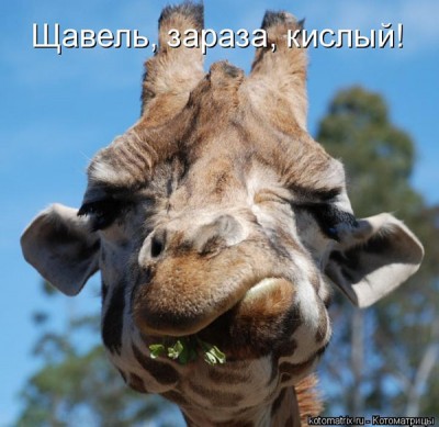 kisly.jpg (98.18 КБ) 3172 просмотра kisly.jpg