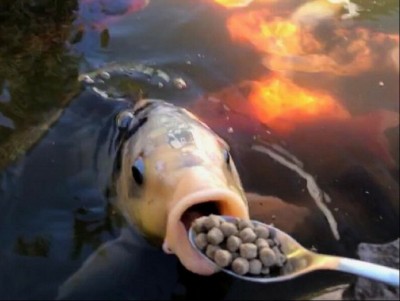 11.jpg (80.98 КБ) 4302 просмотра 11.jpg