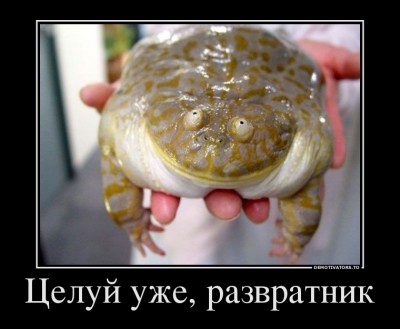 жаба.jpg