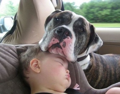 dog-ch.jpg (66.16 КБ) 4937 просмотров dog-ch.jpg